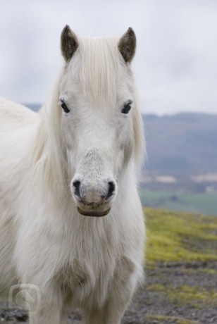 welsh-pony-igallery-image0000146.jpg